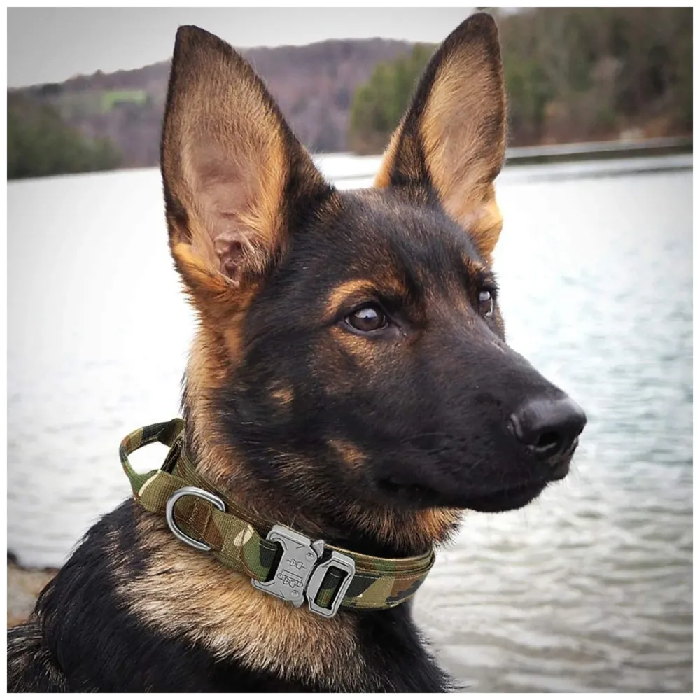 Adjustable Dog Collar Military Dog Collar Made of Nylon with a Handle Strap Metal Buckle Quick Release Dog Training Collar