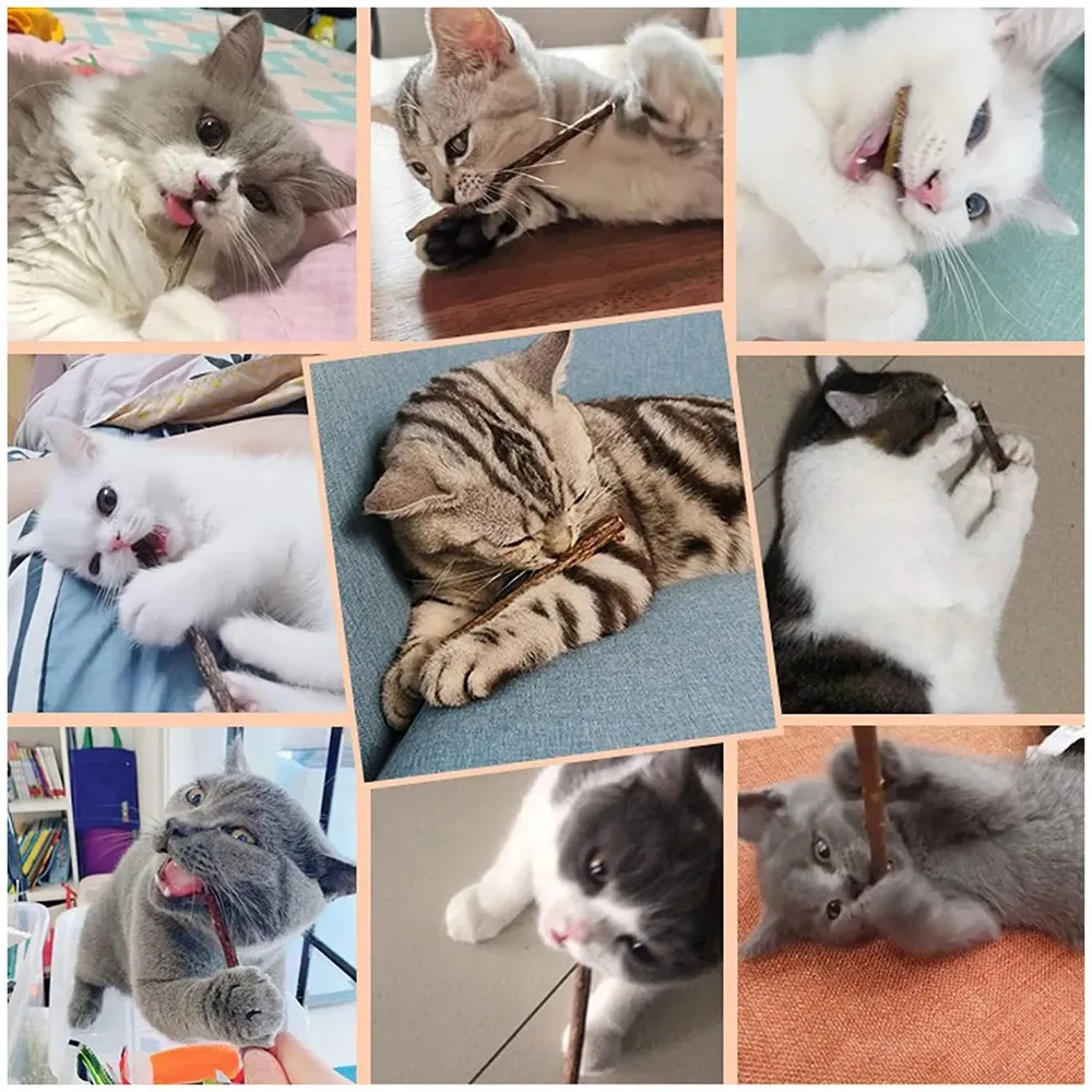 Catnip Sticks 5 Pcs Kitten Cat Toys Silvervine Sticks Kitty Wooden Stick Teething Toys Molar Suitable for Cats of All Ages Chew Toys (5 Sticks - 5 Inch)