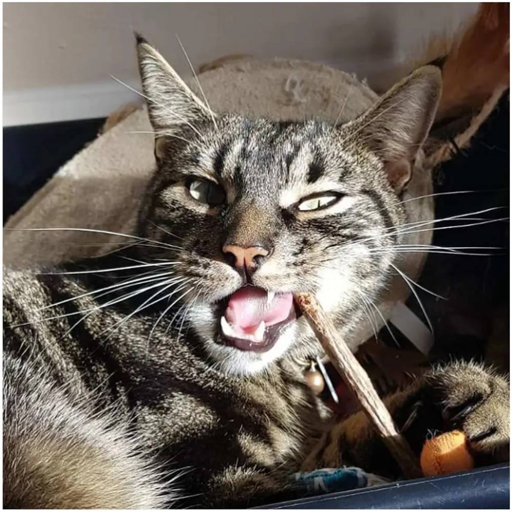 Catnip Sticks 15 Pcs Kitten Cat Toys Silvervine Teething Toys Molar Suitable for Cats of All Ages Chew Toy with Box.