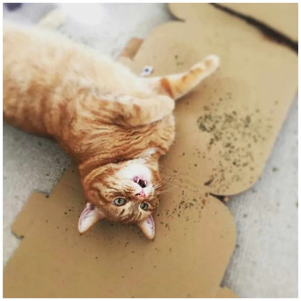 100% Natural Catnip - Strong Grain Free Plant Herb for Happy Kitten & Cat Calming Effects - Use with Cat Toys, Scratching Posts