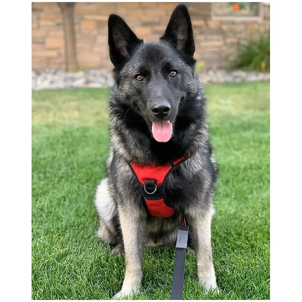 Vest Dog Harness Combo Vest and Leash Breathable Adjustable Dog Body Belt No Pulling No Chock Oxford Fabric for Labradors, Golden Retriever, German Shepherd, RED (Large - 25.5-31 Inch)