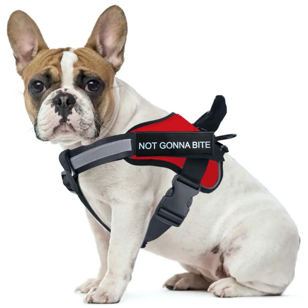 Red Dog Harness Dog Not Gonna Bite Vest Loop Straps and Handle and Adjustable (Medium 22-28 Inch Girth)