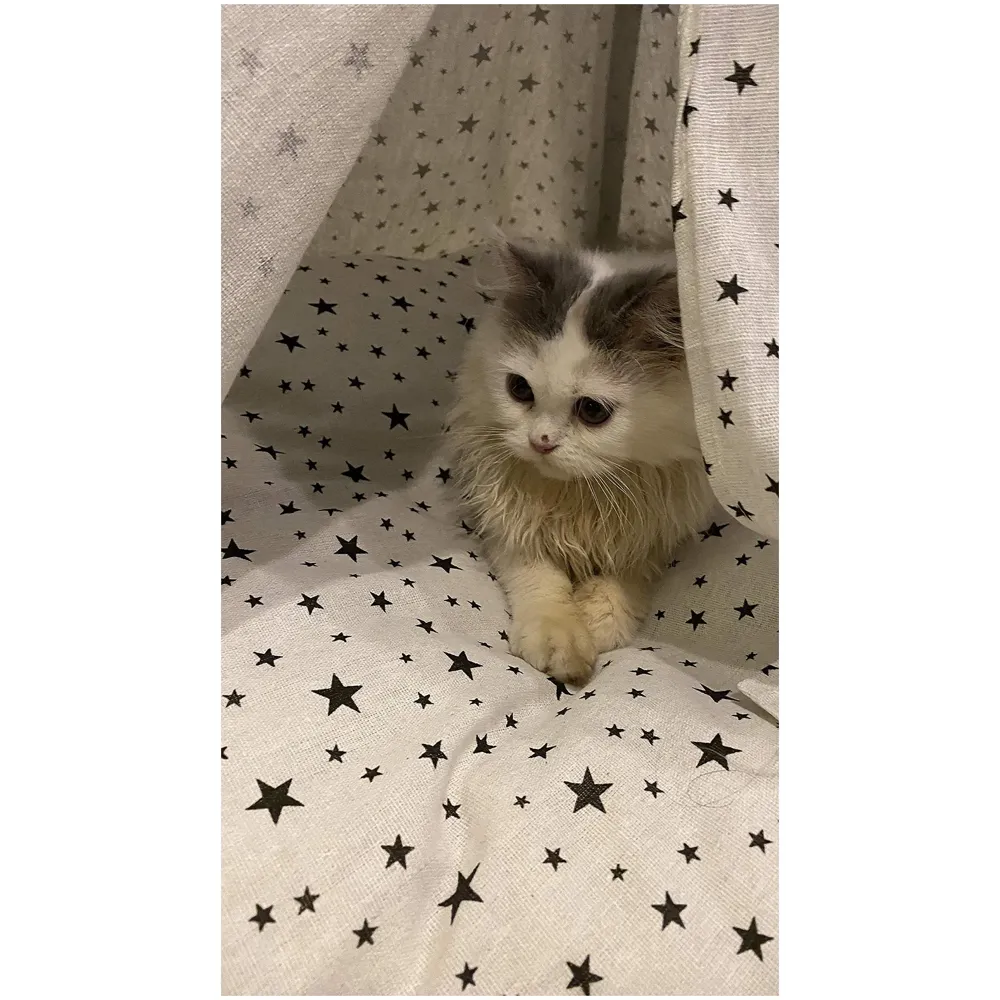 Stars Pet Tent House Canopy Dog & Cat Bed with Cushion- Luxury Dog Tents & Pet Houses with Cushion & Blackboard for Name 60cm X 50cm - 6