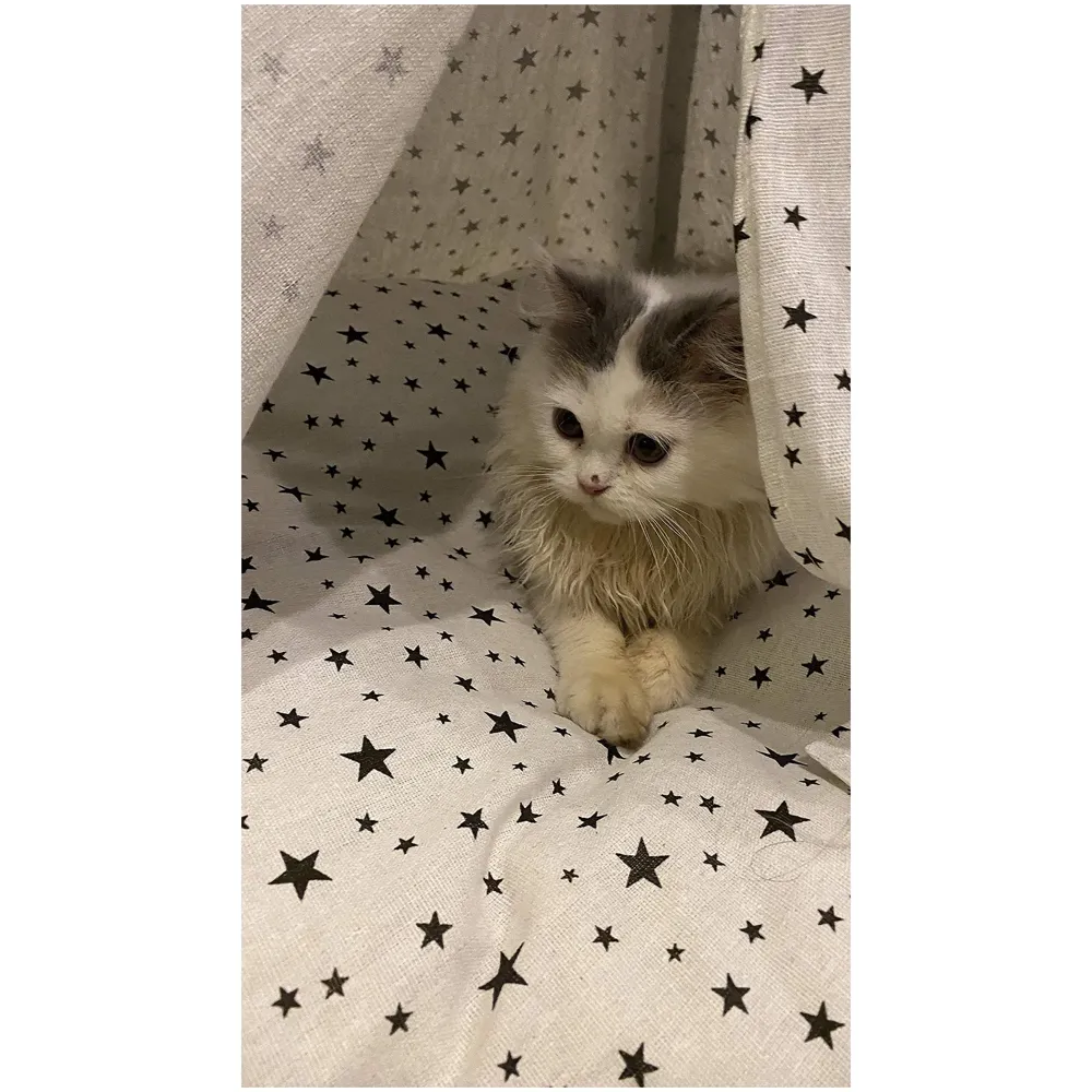 Stars Pet Tent House Canopy Dog & Cat Bed with Cushion- Luxury Dog Tents & Pet Houses with Cushion & Blackboard for Name 60cm X 50cm